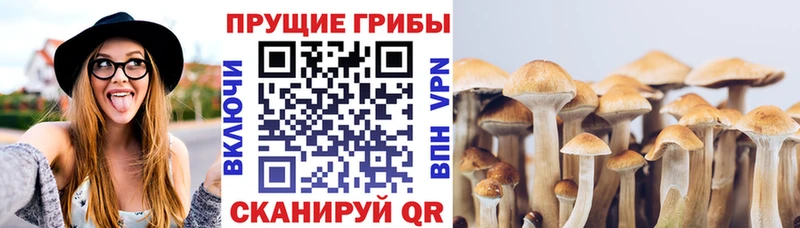 Галлюциногенные грибы Psilocybine cubensis Кулебаки